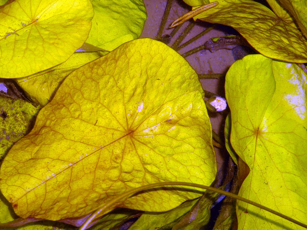 Nymphaea minuta Dec 25 05 from above Image002